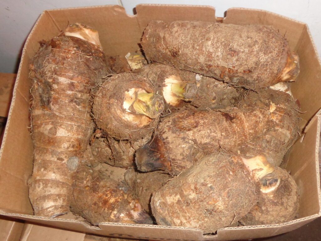 Freshly harvested dasheen from ECTAD Caribbean