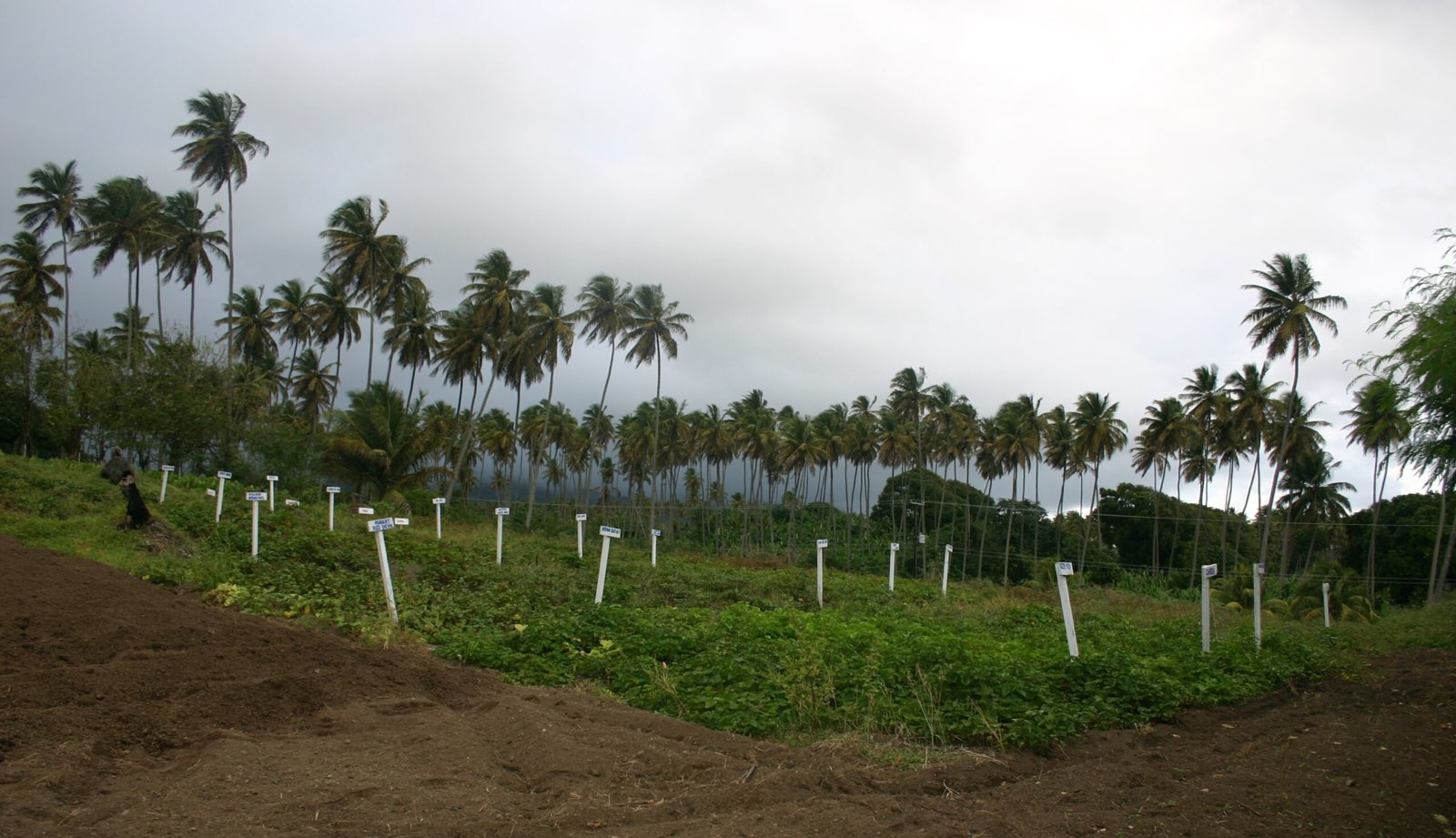 Agricultural landscape from ECTAD Caribbean’s community