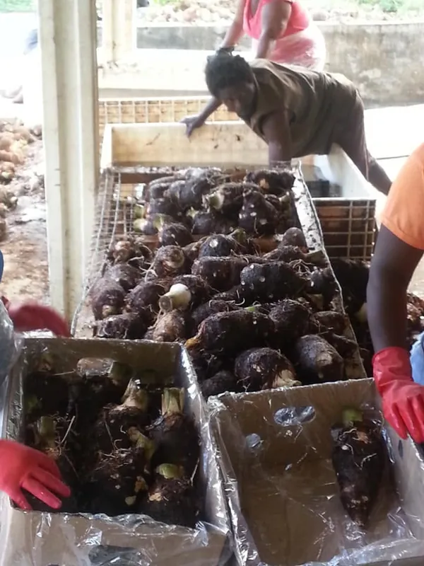 People handling root crops at a packing station